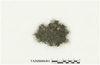 藏品(大萼蘚屬)的圖片